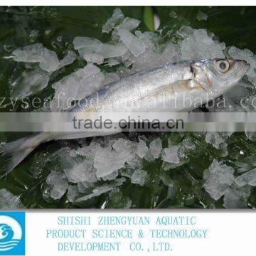 China Frozen Horse Mackerel Fish IQF Horse Mackerel