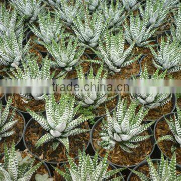 Haworthia Zebra