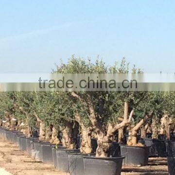 Olive Tree "Lechin"- Olea Europaea "Lechin" photo-2