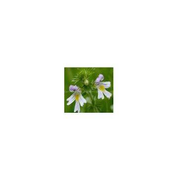 sell Eyebright Herb Extract