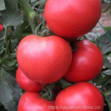 big pink seeds hot tomato greenhouse plant  tomato seeds no.63