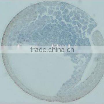 Embryo Slides , Frog Embryo Slides , Embryology Slides ,embryo Teaching Slides photo-5