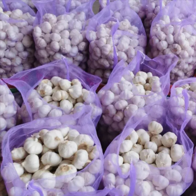 Fresh Garlic