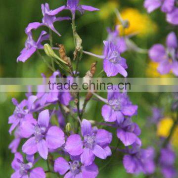 Factory Irish Blue wedding fresh cut flower