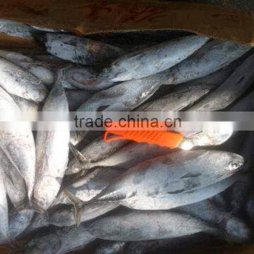 Frozen Bonito photo-5