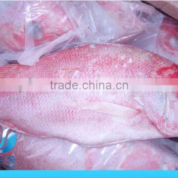 Frozen Red Snapper fish