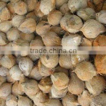 Dry coconut fruit