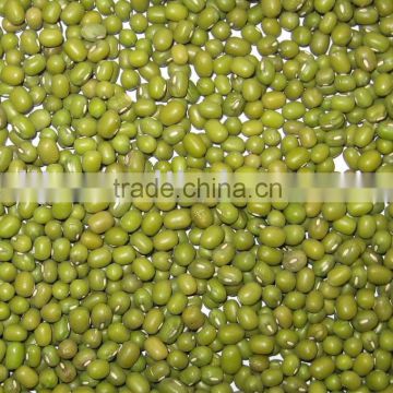 Mung Bean