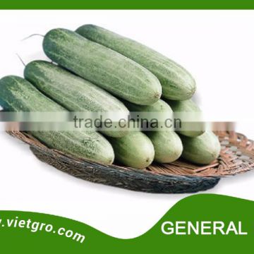 High Yield F1 Hybrid Cucumber Seed - GENERAL LEE