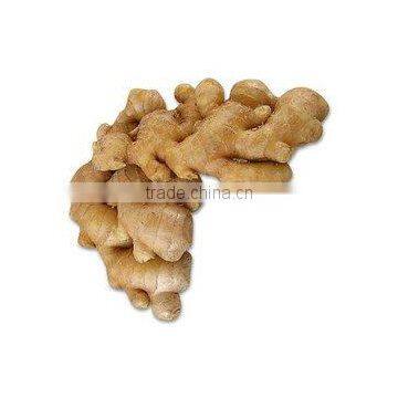 Fresh Ginger,Dry Ginger Supplier