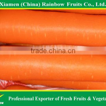 Vietnam Fresh Carrot