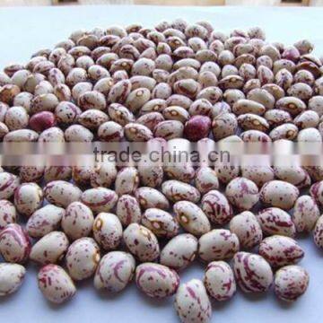 good quality light kidney bean for sale and with best price