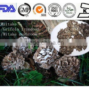 Organic dried Maitake Mushroom / Grifola frondosa extract powder for sale