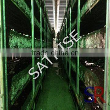 mushroom cultivation