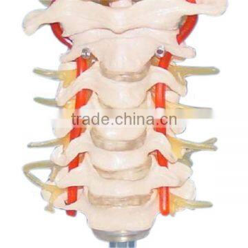 High Quality Human Body Anatomy Bone Model Cervical photo-2