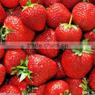 New City Bus School Buses photo-2