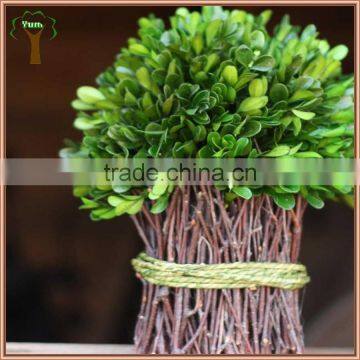 Preserved Boxwood Bundle photo-3