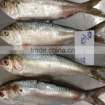 HILSA/ HILSHA/ DOTTED GIZZARD SHAD/ SARDINE photo-2
