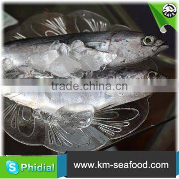 Hot Selling Fat Content 16%-18% Wholesale Price For Frozen Fish Bonito photo-5