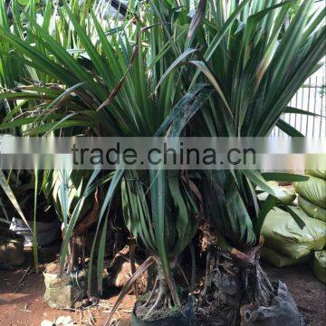 Pandanus Utilis, Screw Pine, Screw-Pine photo-4