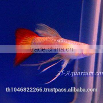 Guppy Fish Fish Farm For Sale and Export / Tropical Fish Exporter Thailand photo-5