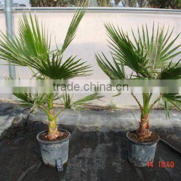 Washingtonia Robusta "Mexican Fan Palm" photo-2