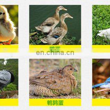 Automatic Chicken Egg Incubator For Sale photo-7