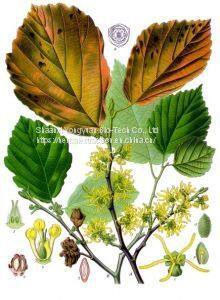 Witch Hazel Extract 5:1 TLC, Hamamelis leaf extract, Witch Hazel bark Powder, cosmetic ingredient, Yongyuan Bio