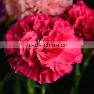 Bottom Price Bett Carnation Flowers Rose Red photo-5