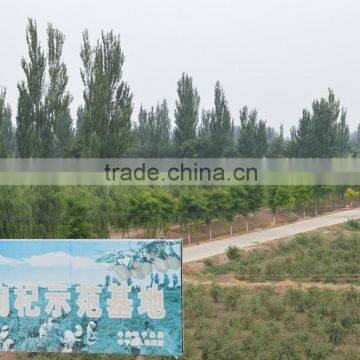 Ningxia Wolf Berry photo-2