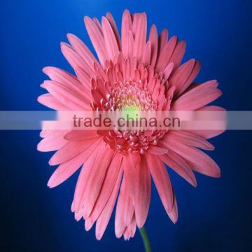 Fresh Cut flowers Pink Color Gerbera wholesale