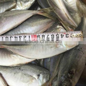 frozen horse mackerel whoele round, China big eye horse mackerel