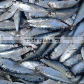 Frozen Sardine Whole Round