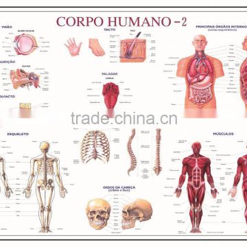 wall hainging picture of The body diagram