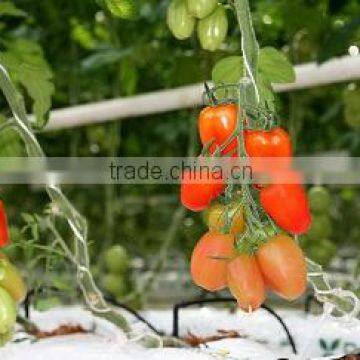 FRESH CHERRY TOMATOES