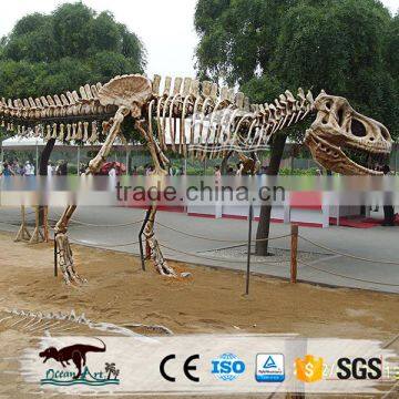 OA4079 High Quality Dinosaur Fossils for Sale