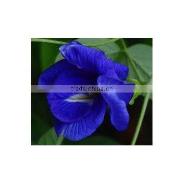100% Herbal Butterfly Pea Flower Tea Indian Bulk Exporters photo-4