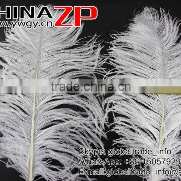 CHINAZP Factory Wholesale 14inch to 16inch Dyed Royal White Ostrich Fethers for Sale photo-5