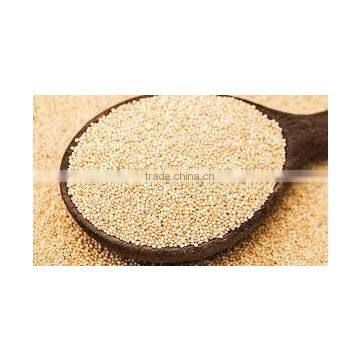 Indian Amaranth photo-2