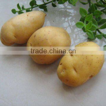 new crop fresh Holland 7 Potato