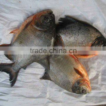 Competitive frozen black pomfret 500-1000g IQF