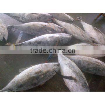 Middle size frozen skipjack fish on sale