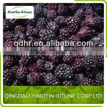 Best Price Frozen Blackberry Market