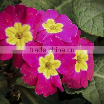 Primula acaulis (Primula, Primrose Fantastica Violet)