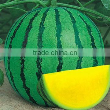 Hybrid F1 Agricultural gardendedicated Watermelon Seeds for growing-Golden beauty