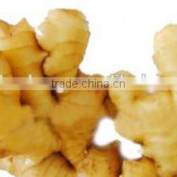 Sell 150g up Fresh Ginger to Middle East