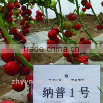 Napu No.1 Tomato Seed High Yield