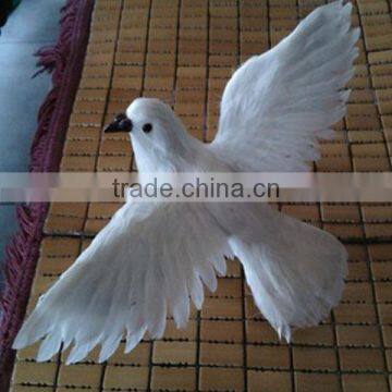 Stand sideway white homing pigeons for sale