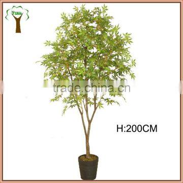 The green leaves of artificial maple trees of the Fragrant Hills