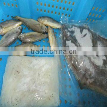 live food and sea quality fish wholesale